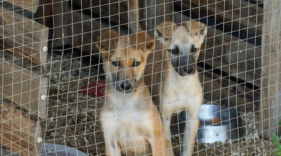 Притулки на Закарпатті