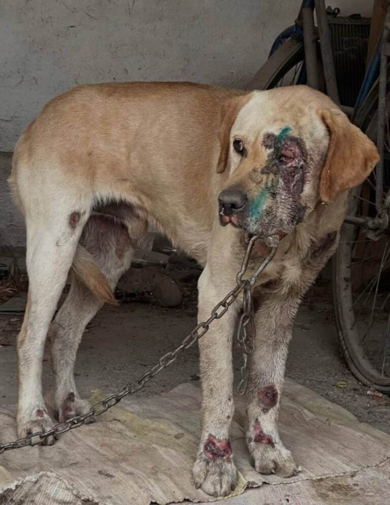 Жахливий випадок жорстокого поводження з твариною у Фанчикові