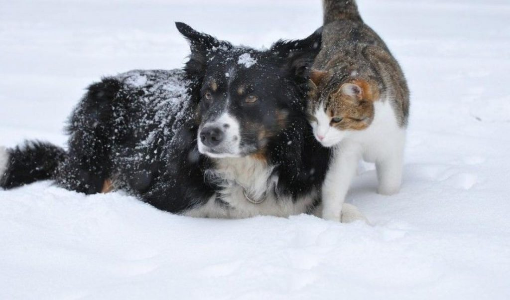 Як допомогти безпритульним тваринам взимку