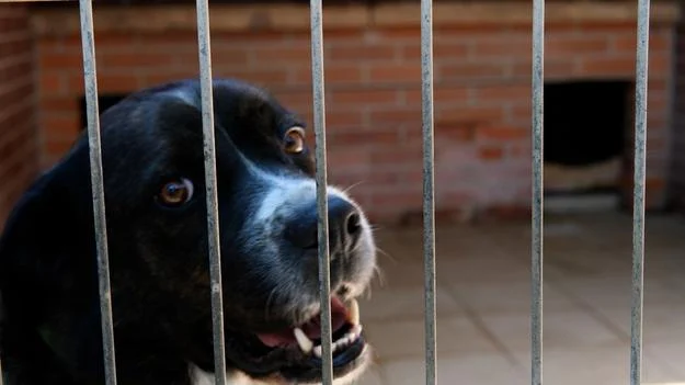 Вигулювати собак і допомагати: досвід Словаччини, який варто взяти на Закарпатті