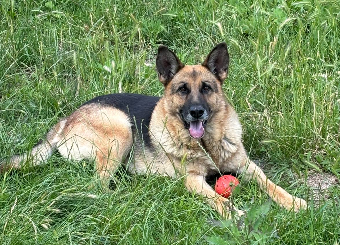 Як поводитися з твариною, взятою з притулку: наш досвід